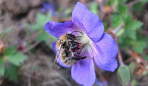 cranesbill flower and bumble bee